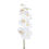 Miniatura: ORCHID PHALAENOPSIS WHITE ( 2 SIZES )