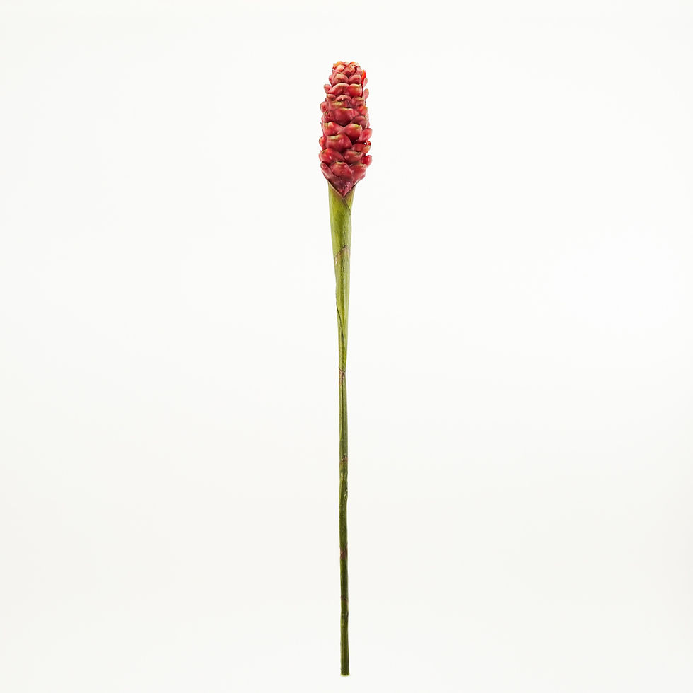 Thumbnail: KALANCHOE SPRAY 28IN (3 COLORS)