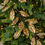 Thumbnail: MAGNOLIA LEAVES GARLAND 72" GOLD
