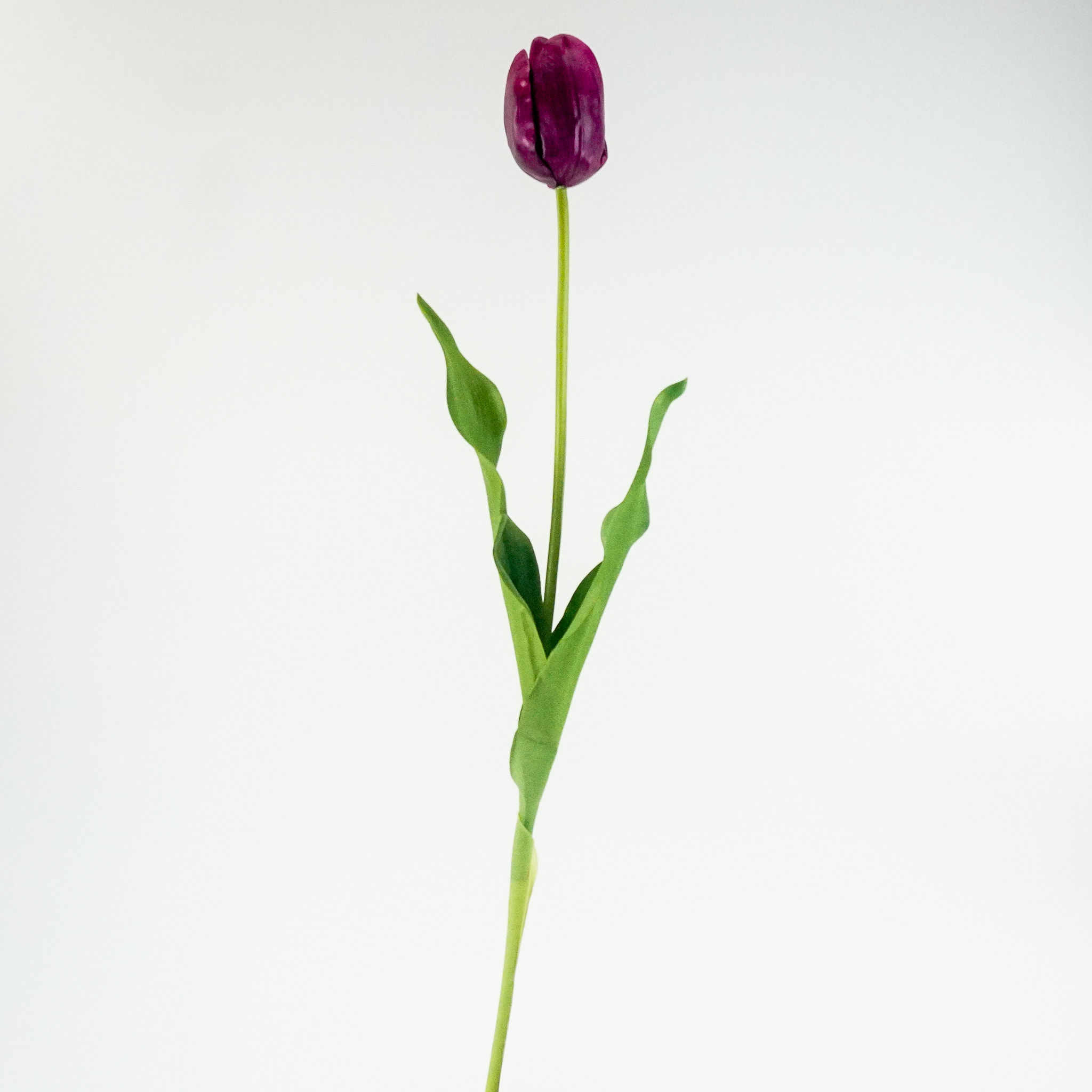 TULIP DUTCH 27IN AMERICAN BEAUTY