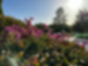 IMG_0242.jpeg