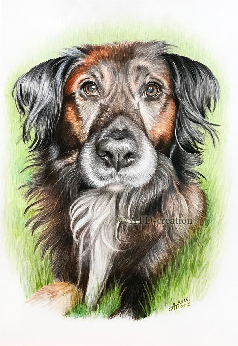 dog01.jpg