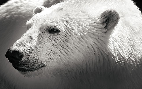 itl.cat_polar-bear-wallpaper_3074396.png