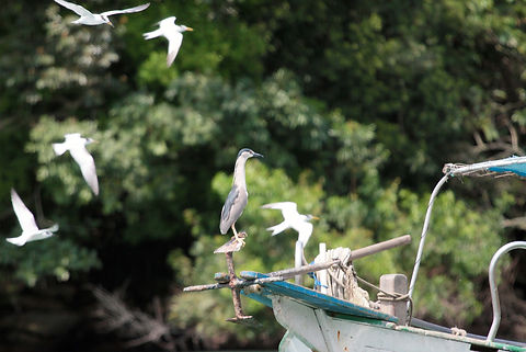 Aluguel de Veleiro - Alquiler de Velero - Yacht Charter Paraty - Angra do Reis - Ilha Grande 