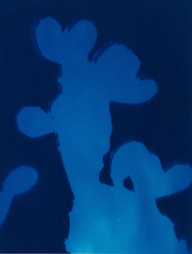 Shadowgram of cactus