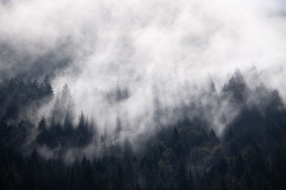 Misty Forest