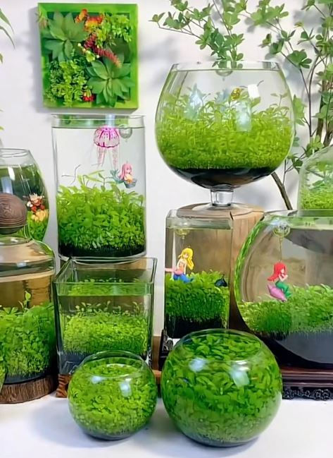 Thumbnail: Aquarium Small Pair Leaf Seeds for aquarium Carpet plant,  (Buy 2 get 1 Free)Ter