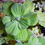 Thumbnail: 3 Large Water Lettuce, Pistia stratioes, Live Aquarium/Aquatic/Floating/Pond Pla
