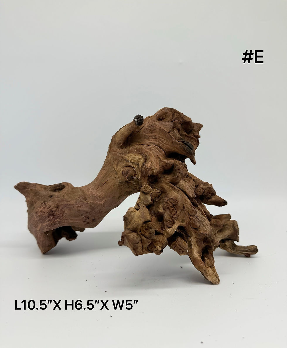 Thumbnail: Special deal-Natural Driftwood for Aquarium tank or Aquarium Décor /Terrarium/ R