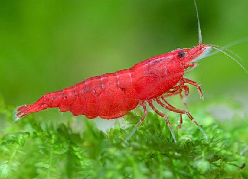 10+1 Adult Red Cherry Neocaridina Davidi Shrimp (Bonus Free Sample Shrimp Food)