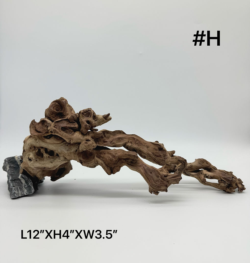 Thumbnail: Special deal-Natural Driftwood for Aquarium tank or Aquarium Décor /Terrarium/ R