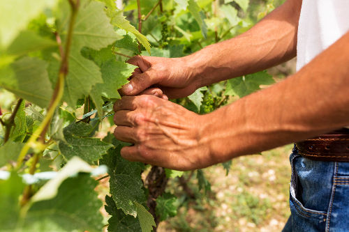 Mains d'un vigneron travaillant les grappes et le feuillage d'un cep de vigne