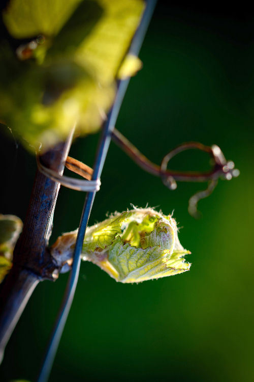 Bourgeon de vigne de Melon de Bourgogne qui éclot au printemps, gros plan
