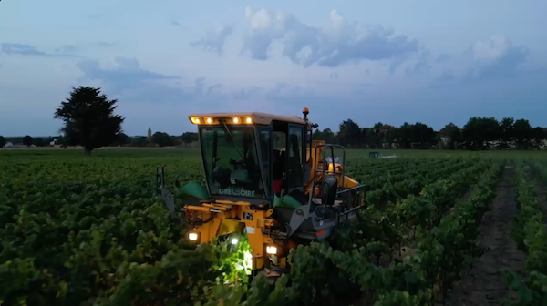 Machine à vendanger éclairée au crépuscule dans les vignes du Domaine de La Garnaudière, début des vendanges 2026