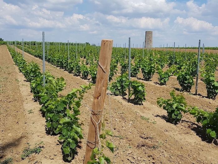 Rangs espacés de vignes palissées en cépages résistants (PIWI), piquet en bois au premier plan, Domaine de La Garnaudière