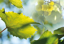 Feuille de vigne brume 186240086.jpeg