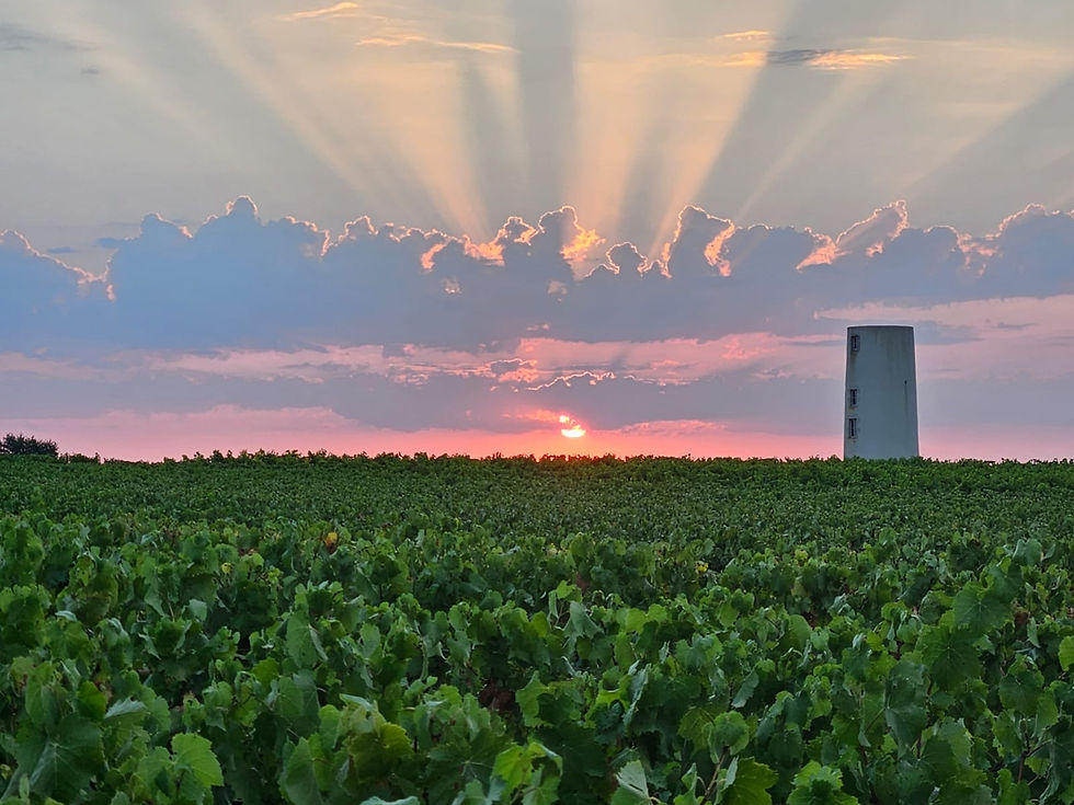 Coucher de soleil et rayons de lumière derrière les nuages au-dessus des vignes du Domaine de La Garnaudière