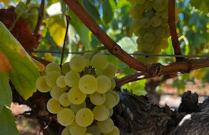 raisins blancs Muscadet récoltés au Domaine de La Garnaudière – vendanges 2026 Côtes de Grand Lieu