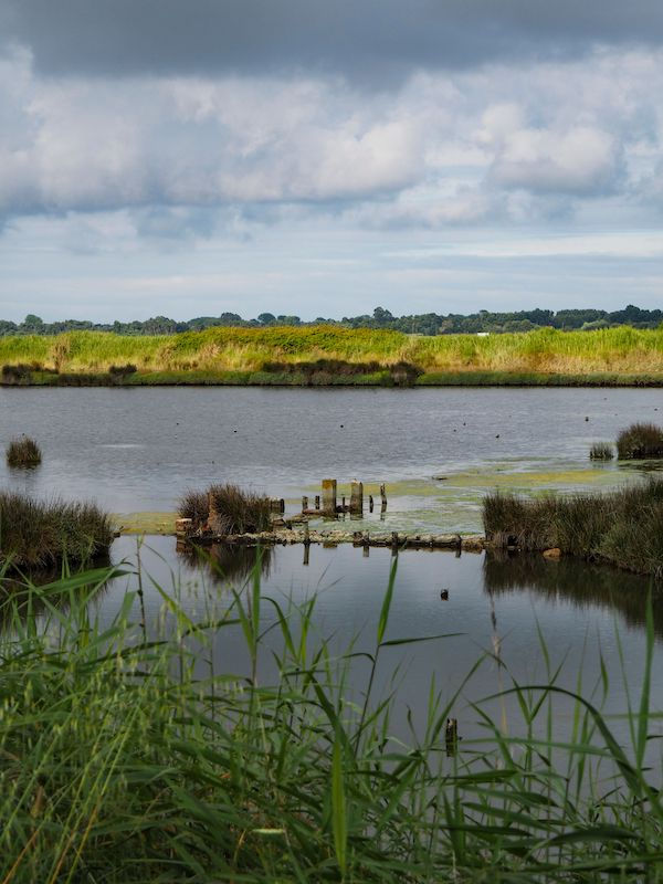 Le lac de Grand Lieu, au sud de Nantes : eau calme, roseaux et prairie humide