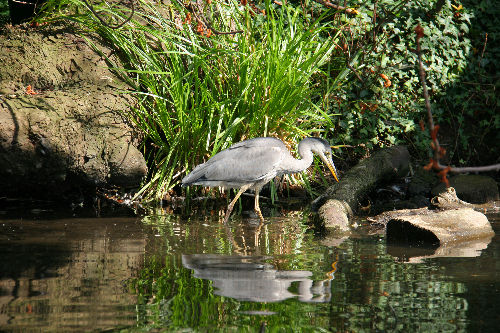 Héron cendré au bord de l'eau, parmi les roseaux du lac de Grand Lieu