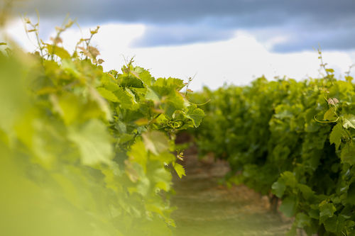 Rangs de vigne de Muscadet (Melon de Bourgogne) au feuillage dense, vignoble du Domaine de La Garnaudière