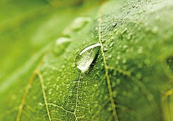 Goutte eau feuille vigne 174315861.jpeg