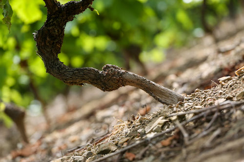 Pied de vigne noueux sur un sol de schiste, terroir du Domaine de La Garnaudière