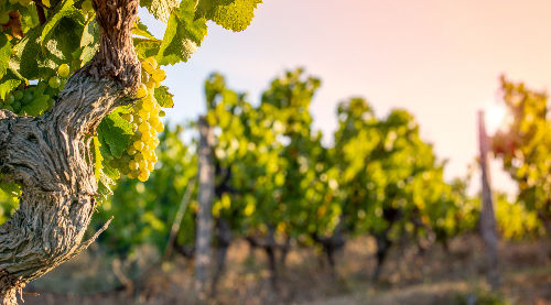 Vieux cep de vigne portant une grappe de raisin blanc de Melon de Bourgogne, au Domaine de La Garnaudière