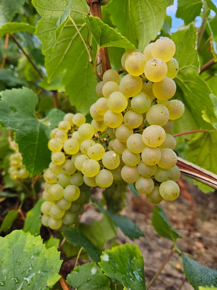 Grappe de raisin blanc de Muscadet mûr dans les vignes du Domaine de La Garnaudière