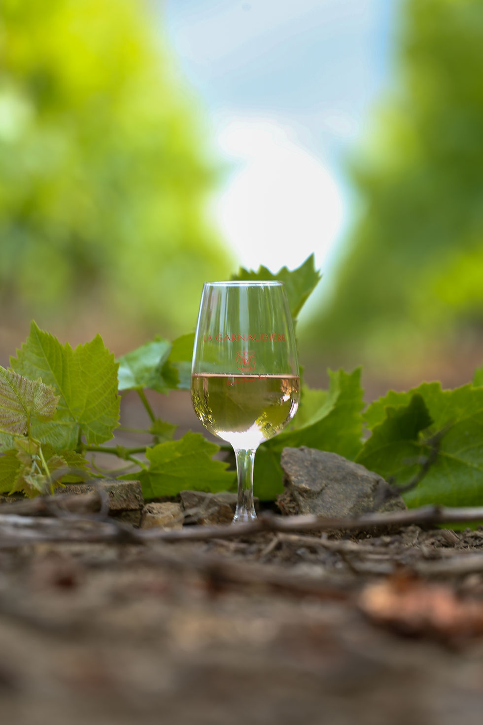 Verre de vin blanc posé sur des pierres de schiste, entouré de feuilles de vigne, terroir du Domaine de La Garnaudière