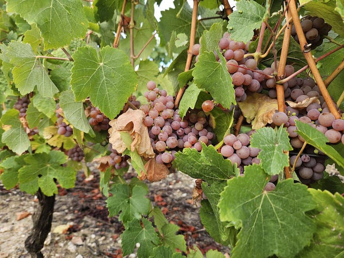 Grappes de raisin gris mûres sur un cep de vigne, vignoble du Domaine de La Garnaudière