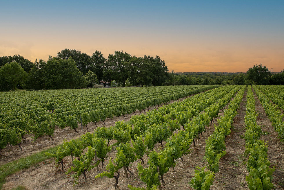 Rangs de vigne bordés d'arbres au crépuscule, vignoble du Domaine de La Garnaudière