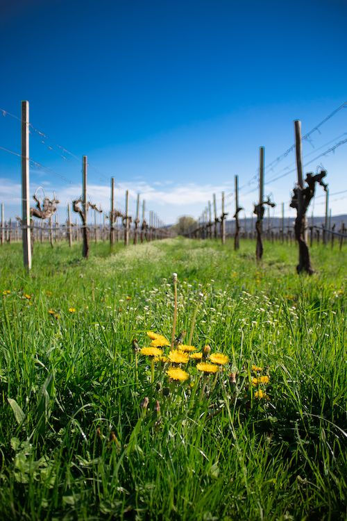 Rang de vigne enherbé parsemé de pissenlits, vignoble du Domaine de La Garnaudière au printemps