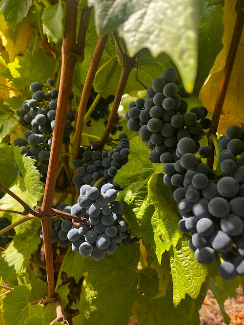 Grappes de raisin noir mûres sur un pied de vigne du Domaine de La Garnaudière, juste avant la récolte