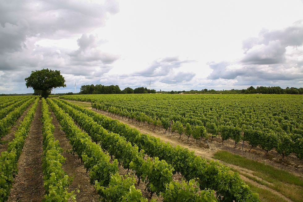 Vaste vignoble du Domaine de La Garnaudière : rangs de vigne sous un ciel nuageux, pays nantais