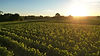 Lever de soleil vignes La Garnaudière