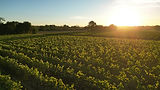 Lever de soleil vignes La Garnaudière