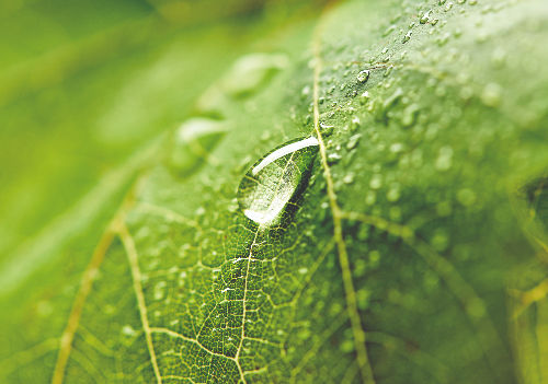 Goutte d'eau sur une feuille de vigne, gros plan