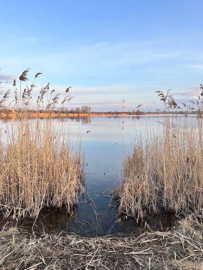Le lac de Grand Lieu et ses roseaux au lever du jour, au sud de Nantes