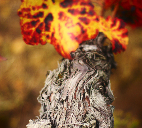 Cépage résistant d'un pied de vigne domaine de la Garnaudière
