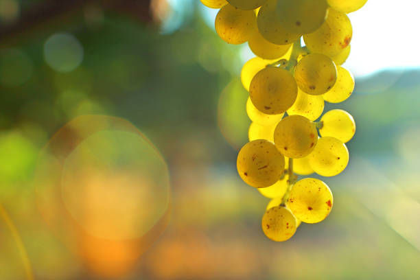 Grappe de raisin blanc de Muscadet en contre-jour, vignoble du Domaine de La Garnaudière