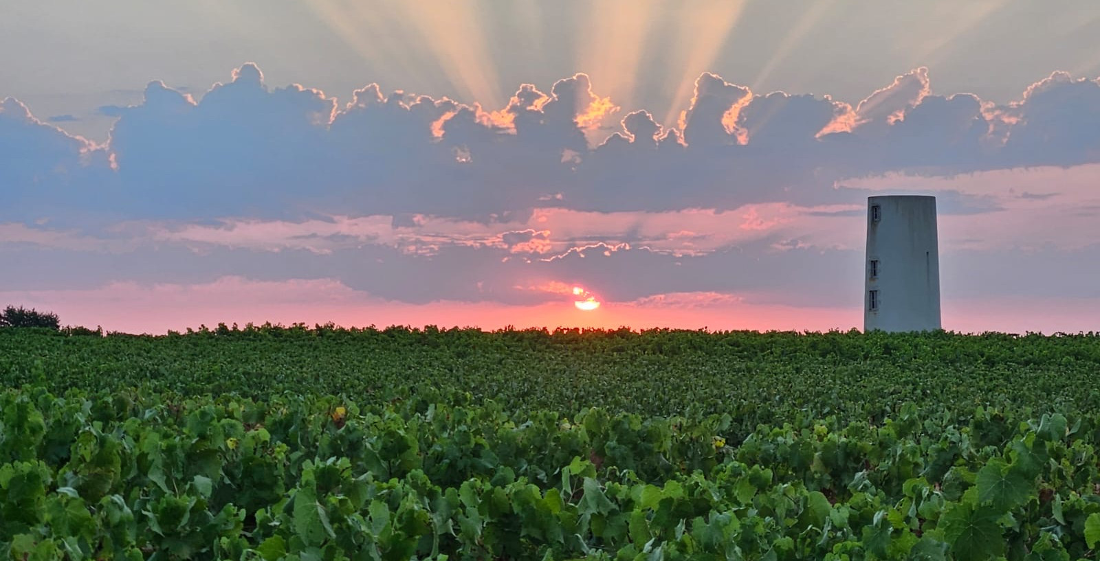 Lever de soleil aux rayons dorés sur les vignes du Domaine de La Garnaudière, une tour claire se détachant dans le ciel rose