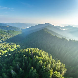 Firefly aerial image of a wooded landscape 93088.jpg