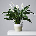 peace lily.jpg