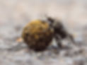 plugging-dung-beetle-solving-problems-2021-09-02-20-19-19-utc.jpg