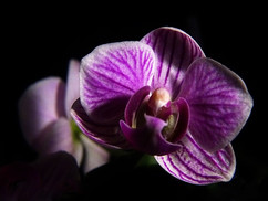Orchid purple