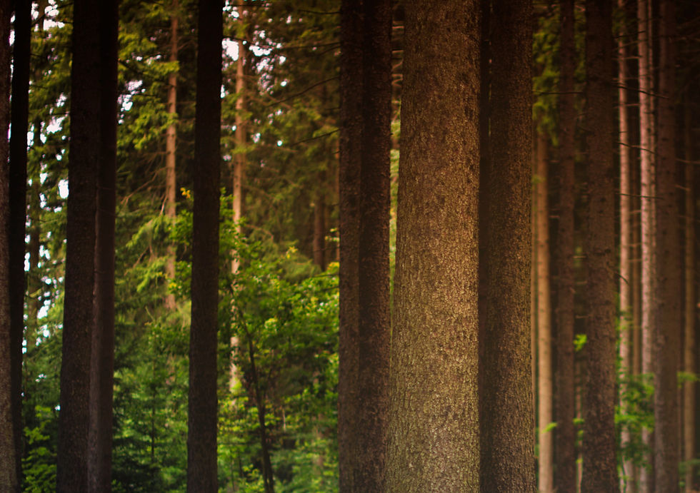 Accessible Forest Practice