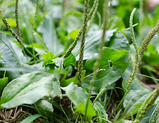 Plantain