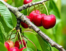 Cherry