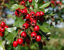 Hawthorn